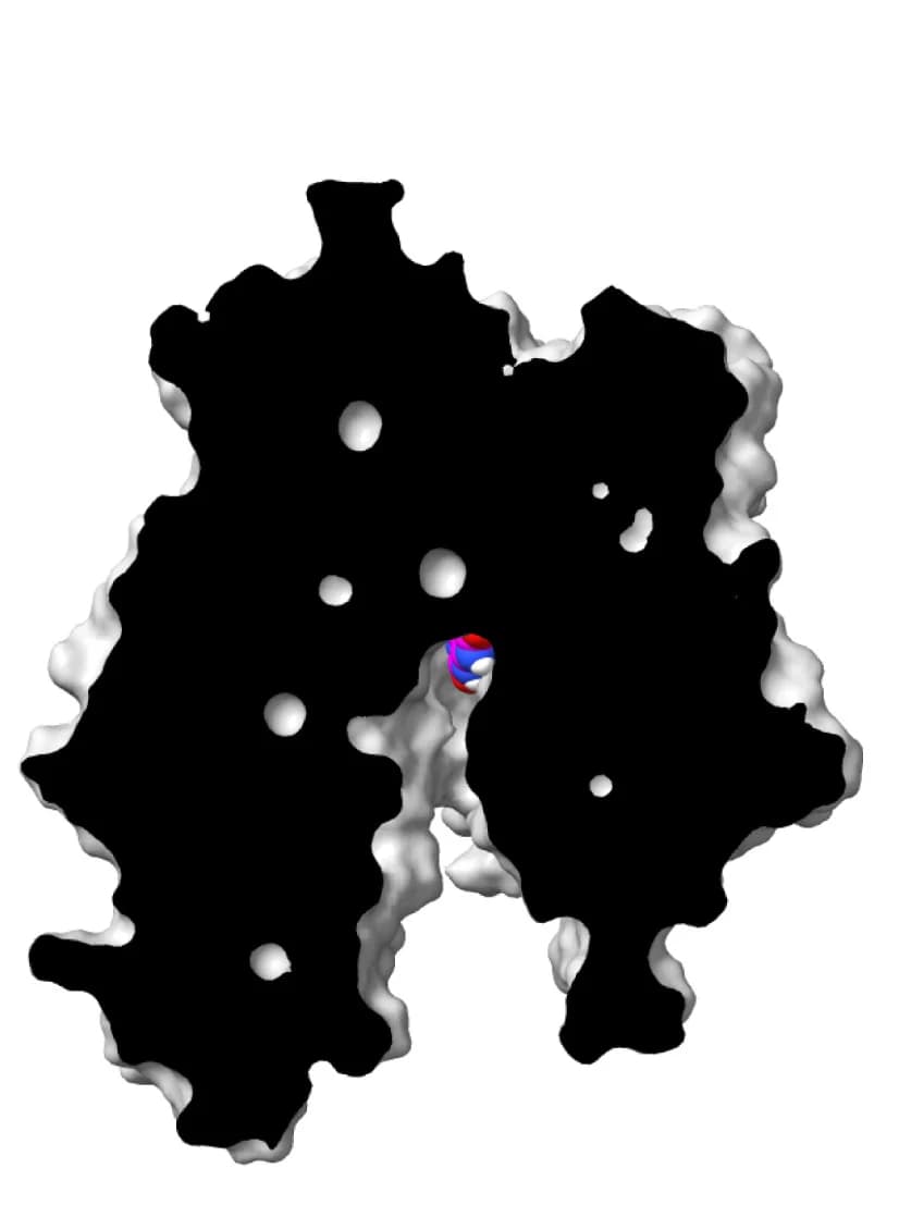 Open access visualization of Protein Structure, GLUT9, Urate, Inward-Open Conformation, Surface Representation