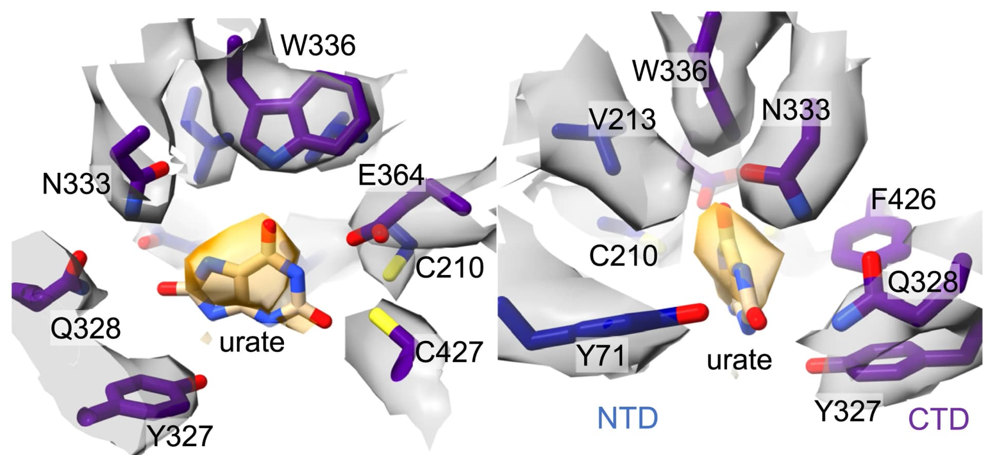 Open access visualization of Protein Structure, Urate, GLUT9, Substrate Pocket, Density
