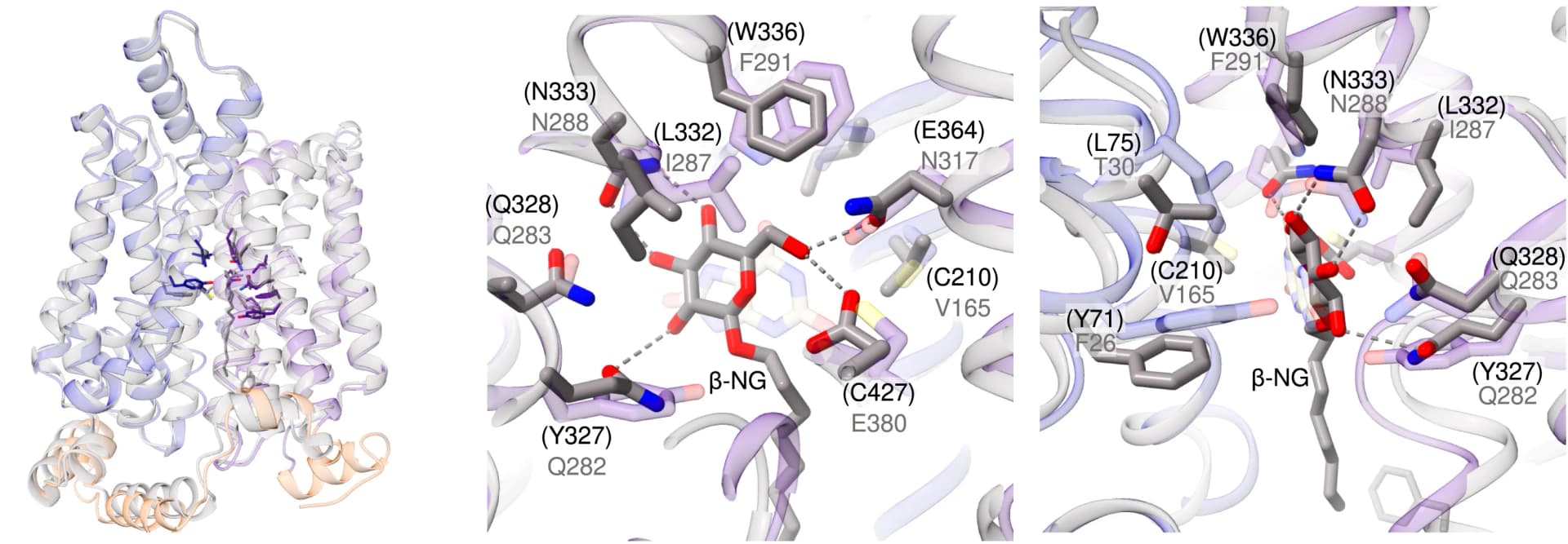 Open access visualization of Protein Structure, Chemical Structure, GLUT9, GLUT1, Substrate Binding