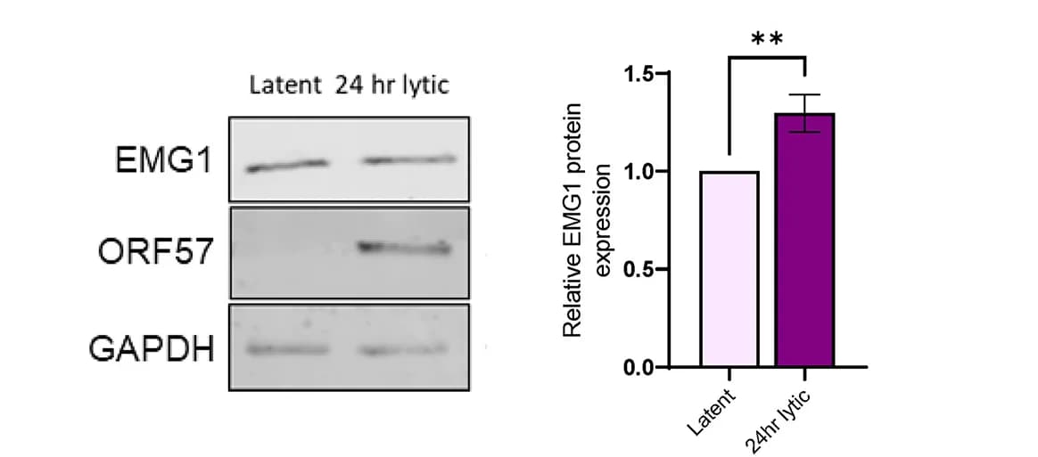 Open access visualization of Bar Plot, Error Bars, Gel, TREx-BCBL1-Rta Cells, Cell Lysates