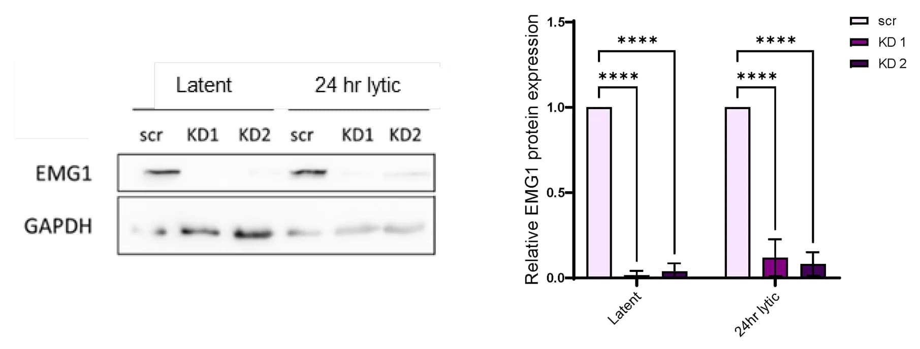 Open access visualization of Bar Plot, Error Bars, Photo, Gel, TREx-BCBL1-Rta Cells