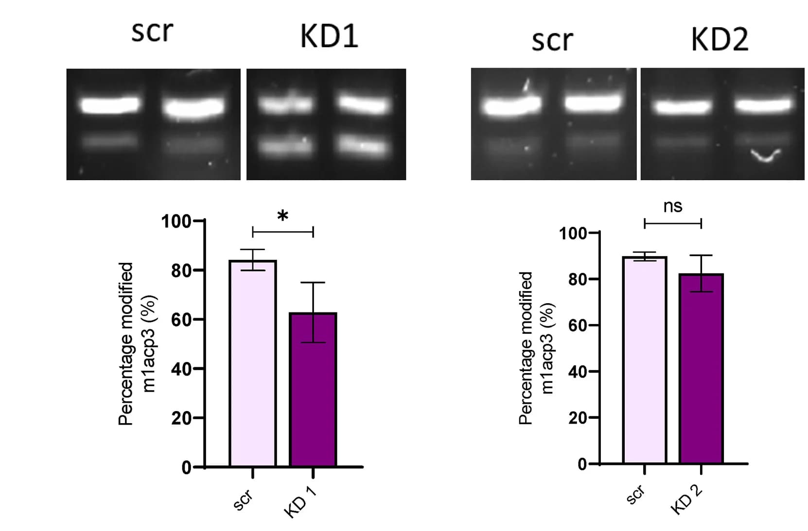 Open access visualization of Bar Plot, Error Bars, Gel, 40S Subunit, RT-PCR