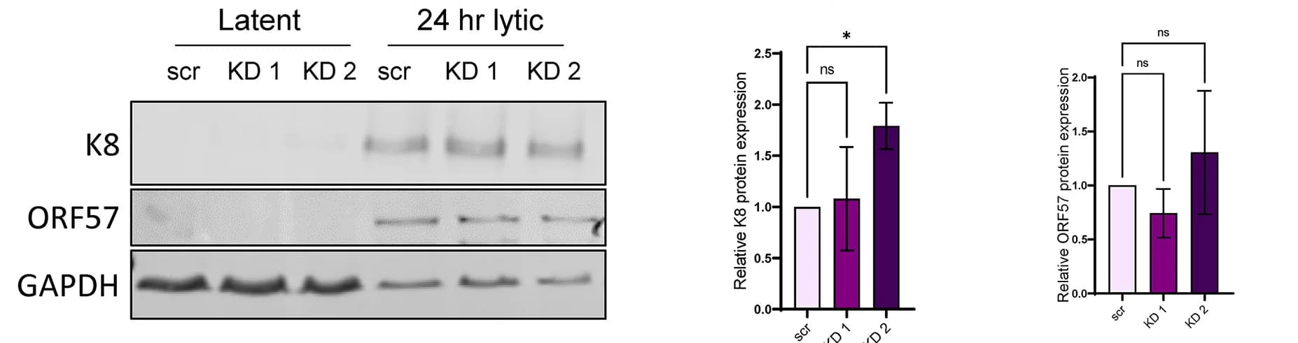 Open access visualization of Bar Plot, Error Bars, Gel, Photo, Protein Expression