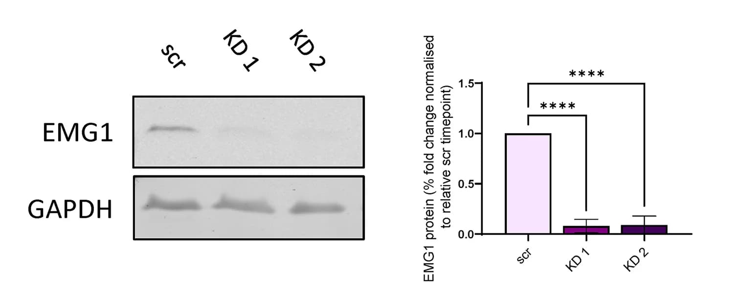 Open access visualization of Bar Plot, Error Bars, Gel, Protein Lysates, HEK293T Cells