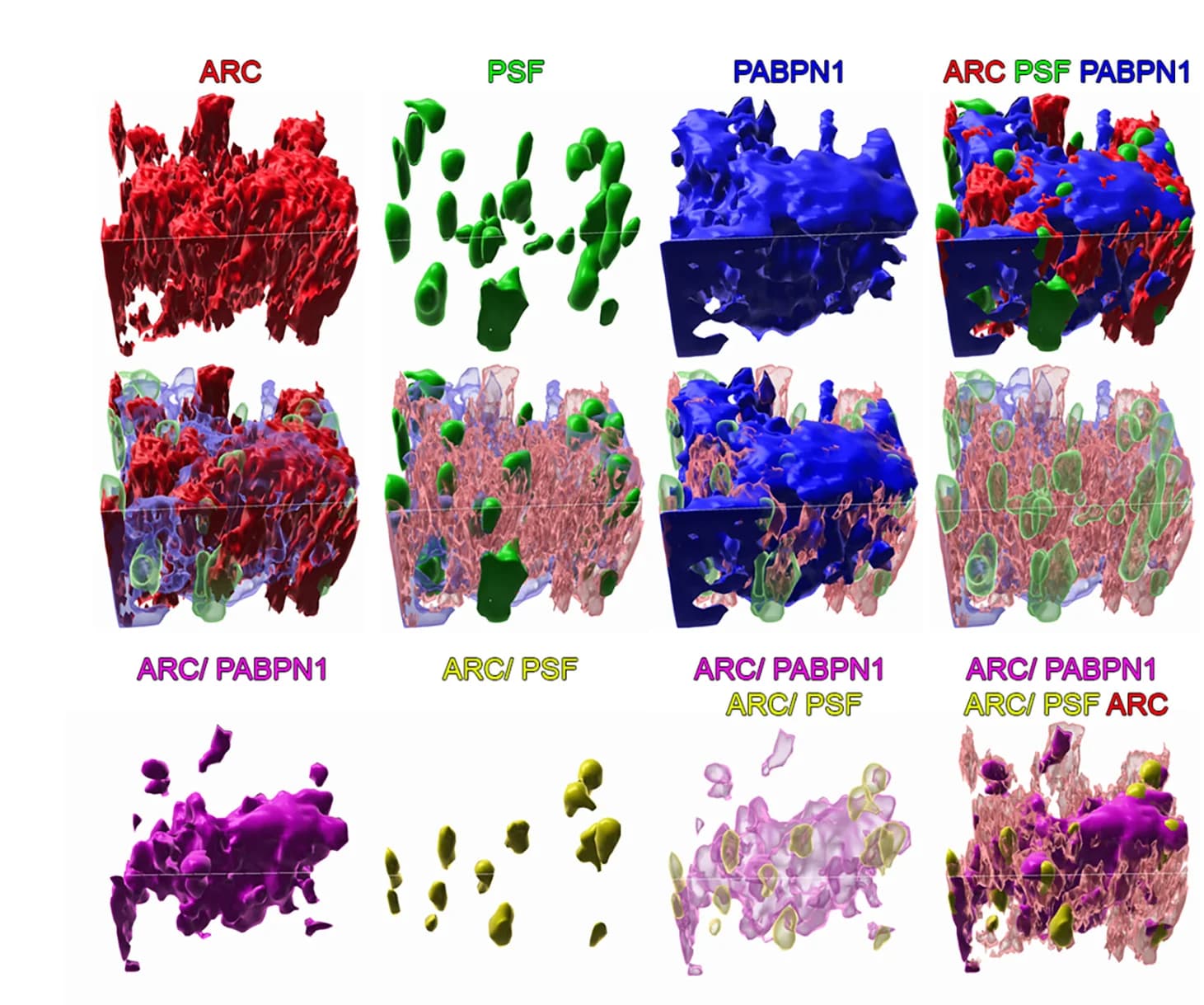Open access visualization of 3D Plot, 3D Reconstruction, Confocal Imaging, Immunofluorescence, Nuclear Speckle