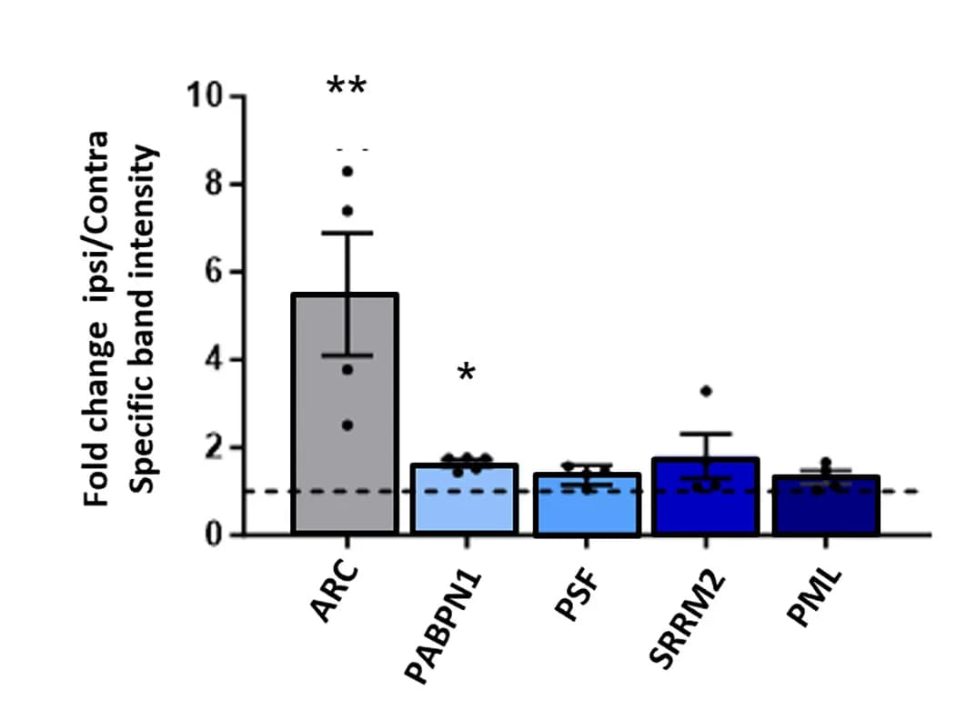 Open access visualization of Bar Plot, Error Bars, Immunoblot Analysis, ARC Protein, PABPN1 Protein