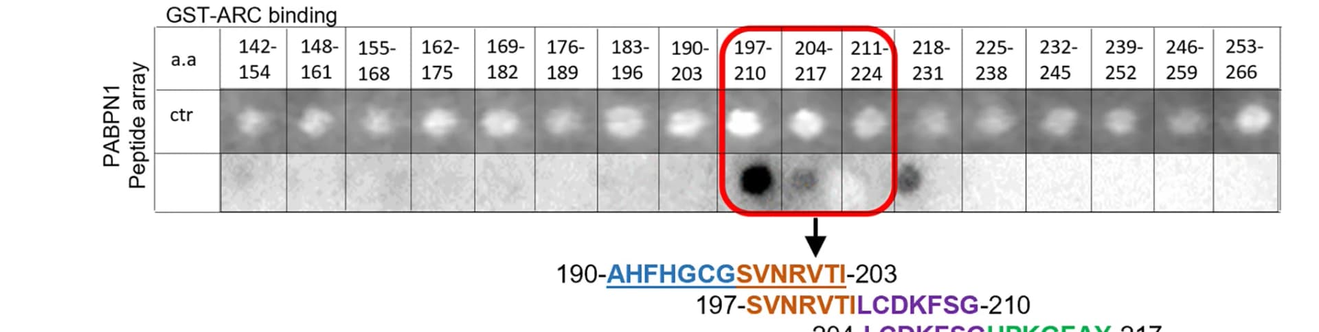 Open access visualization of Gel, Peptide Binding Array, GST-ARC, PABPN1 Peptides, ARC Binding Region