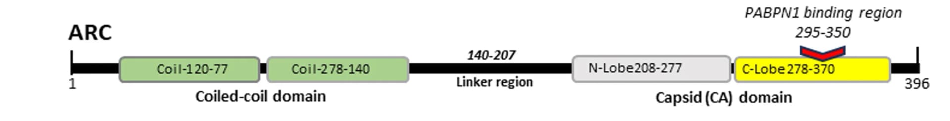Open access visualization of Illustration, ARC Domain, PABPN1 Binding Site
