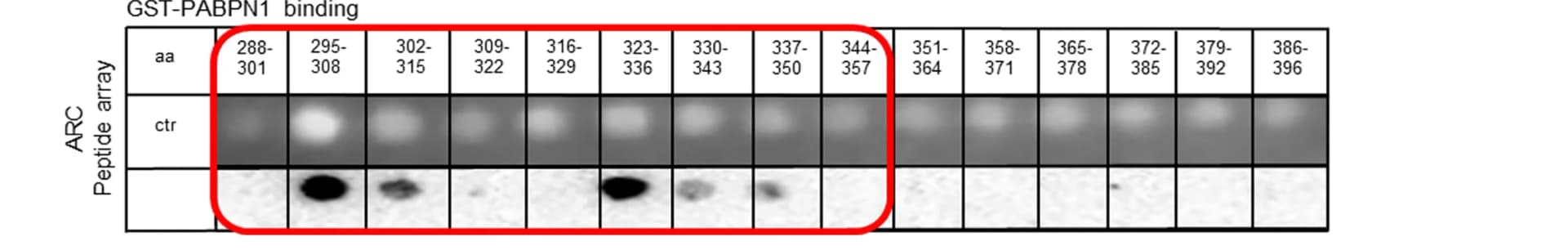 Open access visualization of Gel, Peptide Binding Array, GST-PABPN1, ARC Peptides, ARC C-Lobe