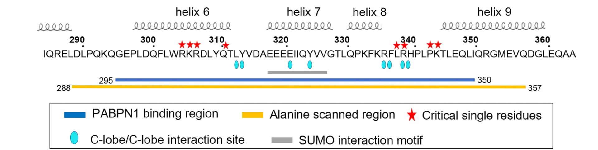 Open access visualization of Illustration, Amino Sequence, C-Lobe, Helices, PABPN1 Binding Region