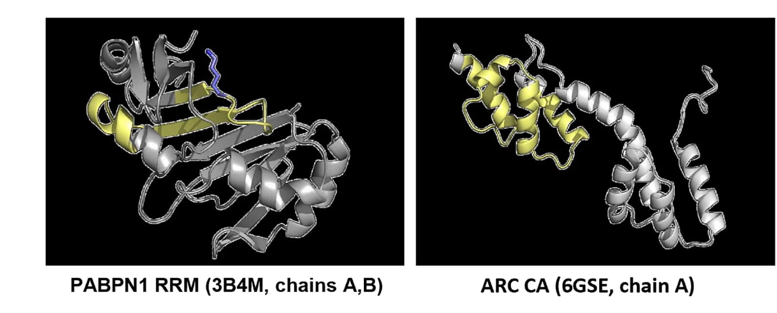 Open access visualization of Protein Structure, PABPN1 Structure, ARC Structure, HADDOCK, Peptide Array