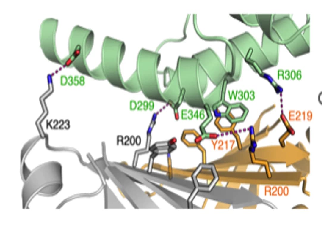 Open access visualization of Protein Structure, Chemical Structure, Salt Bridge, Aromatic Interactions, ARC C-lobe