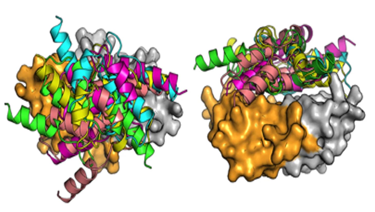 Open access visualization of Protein Structure, AlphaFold2, Complex, ARC C-lobe, Superposition