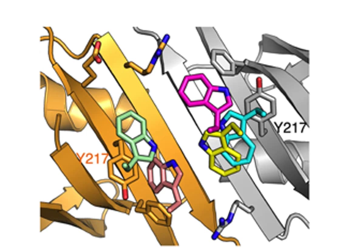 Open access visualization of Protein Structure, Chemical Structure, Complexes, ARC C-lobe, PABPN1