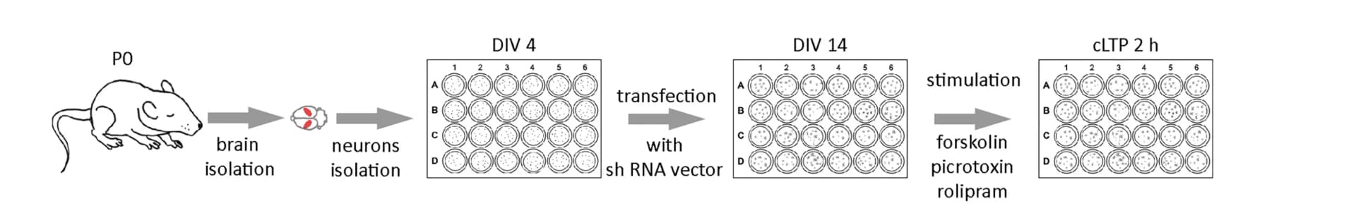 Open access visualization of Workflow, Illustration, Hippocampal Cultures, ARC shRNA, LTP