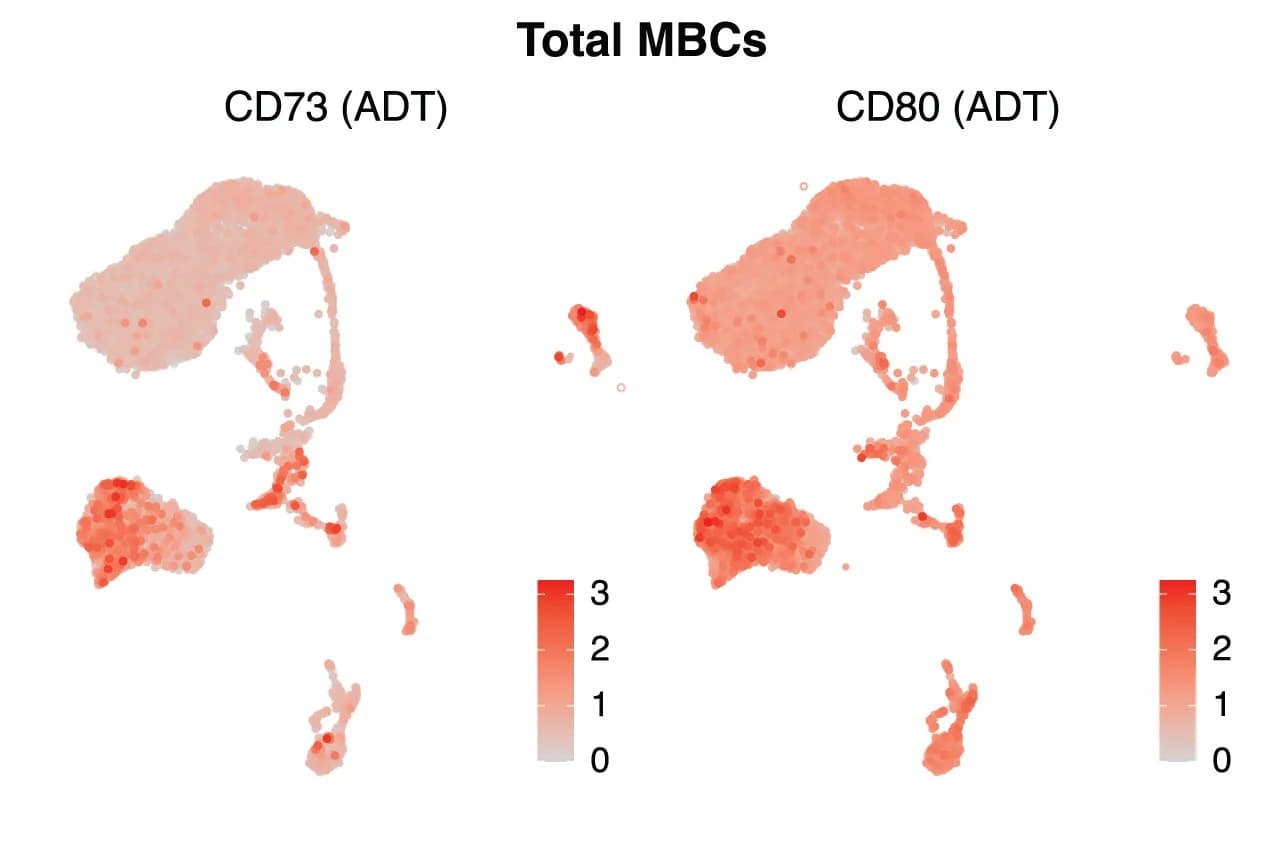 Open access visualization of Scatter Plot, UMAP, CD73, CD80, MBC Clusters