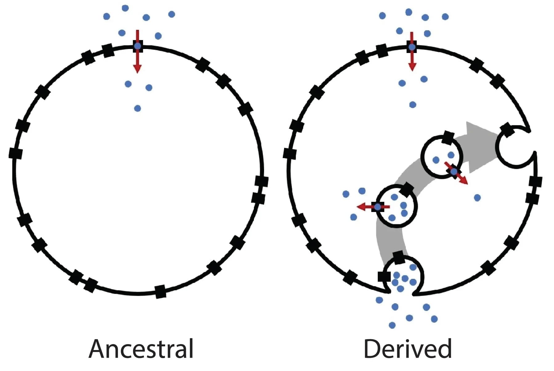 Open access visualization of Workflow, Illustration, Pinocytosis, Nutrient Transporters, Vesicles