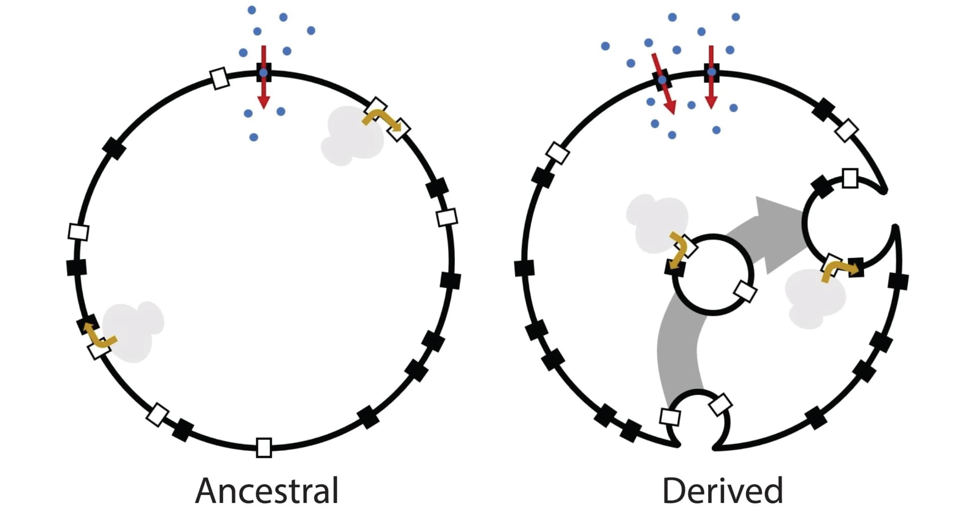 Open access visualization of Workflow, Illustration, Proto-ER Model, Nutrient Transporters, Sec Translocases