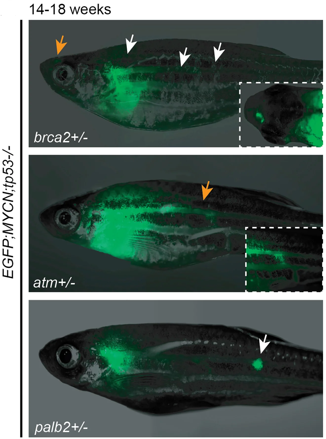 Open access visualization of Microscopy, Zebrafish, Tumor Cells, EGFP, MYCN