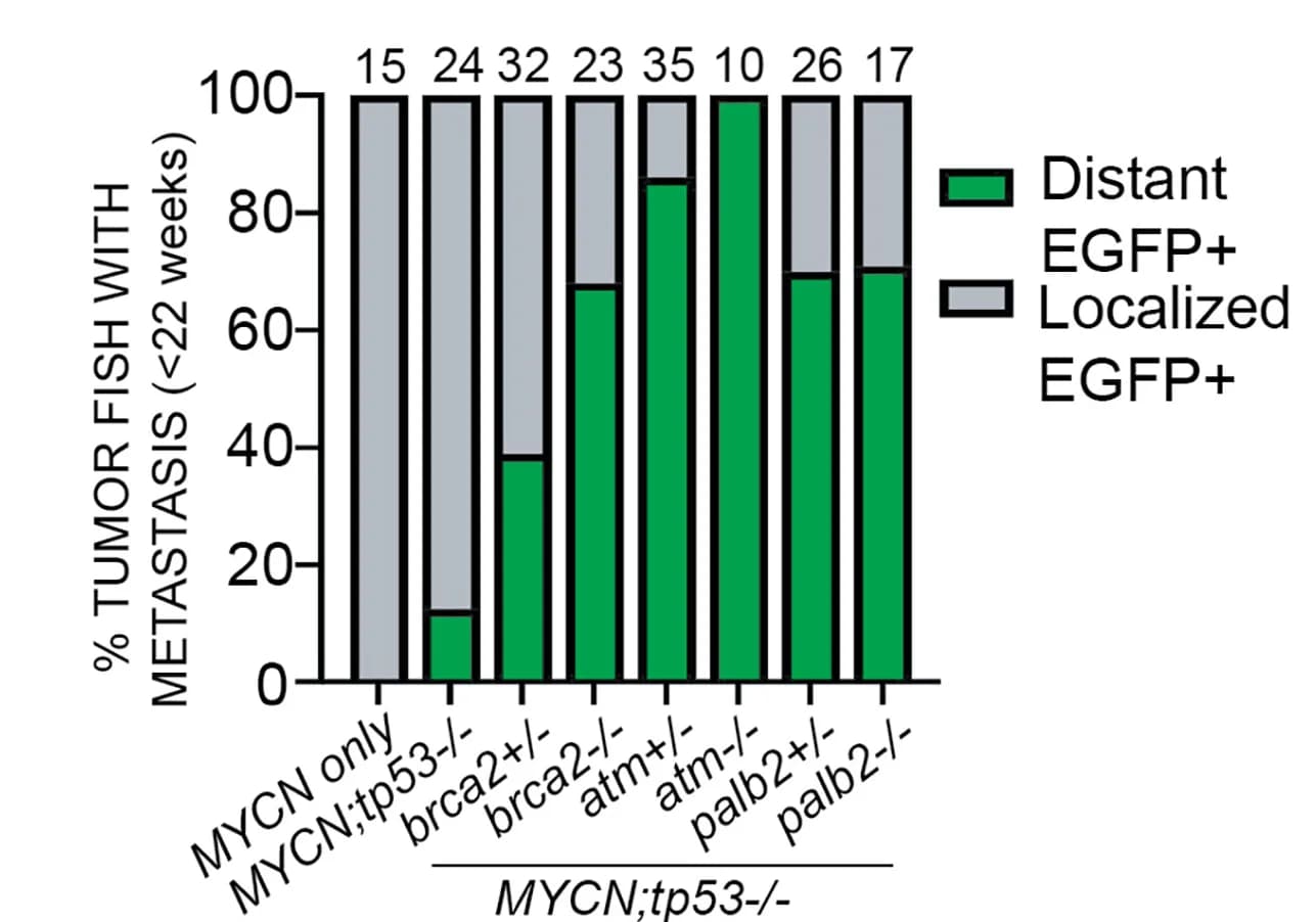Open access visualization of Stacked Bar Plot, Zebrafish, Tumor, Metastasis, DDR Deficiency