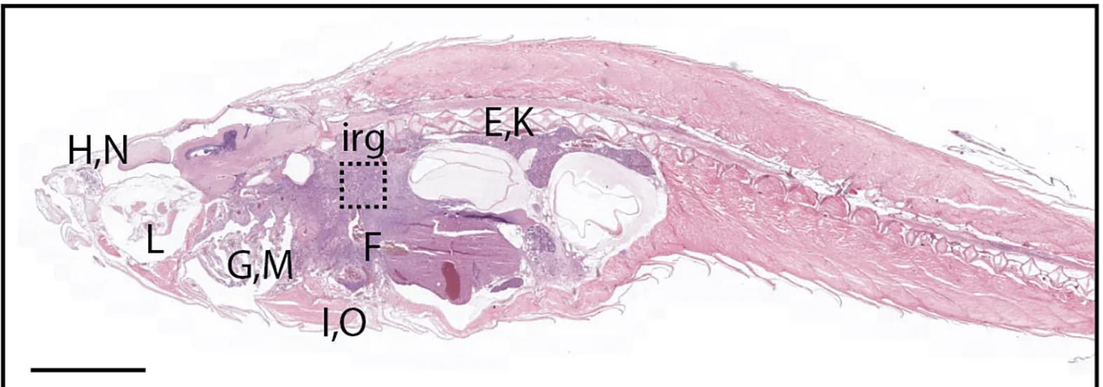 Open access visualization of Microscopy, Zebrafish, H&E Staining, Sagittal Section, EGFP