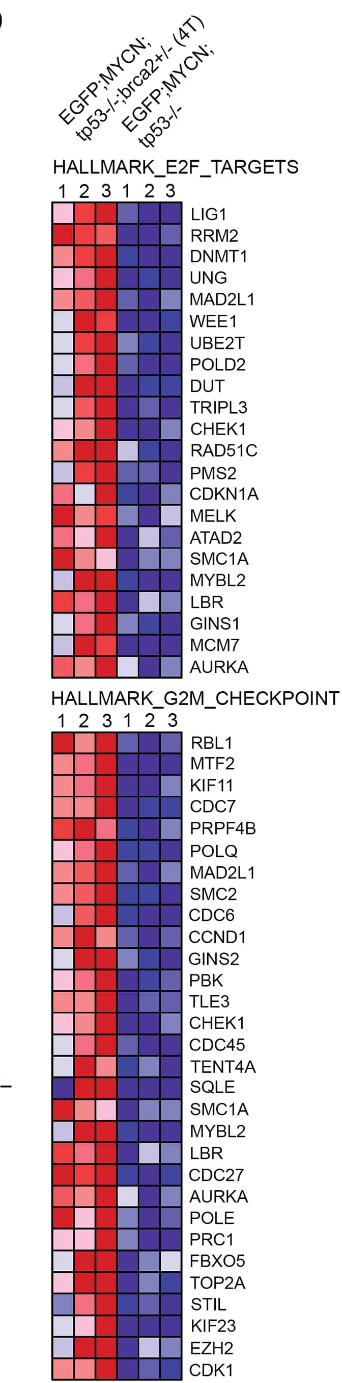 Open access visualization of Heatmap, Heatmaps, E2F, G2M Checkpoint, Genes