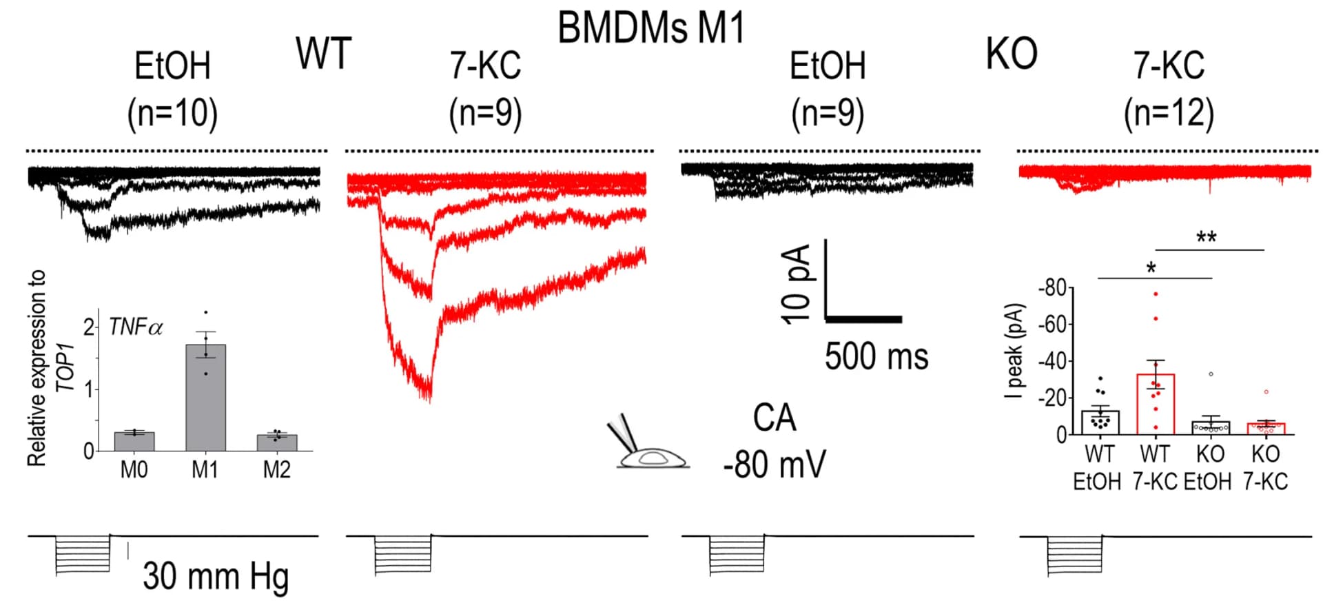 Open access visualization of Bar Plot, Error Bars, Line Plot, Scatter Plot, Membrane Stretch