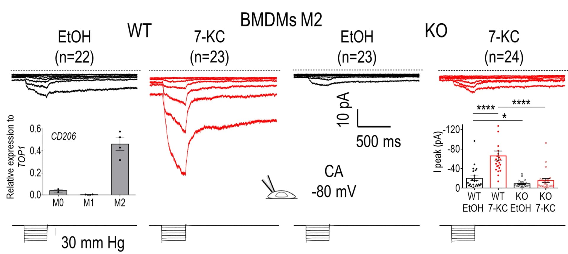 Open access visualization of Bar Plot, Line Plot, Error Bars, Scatter Plot, Membrane Stretch