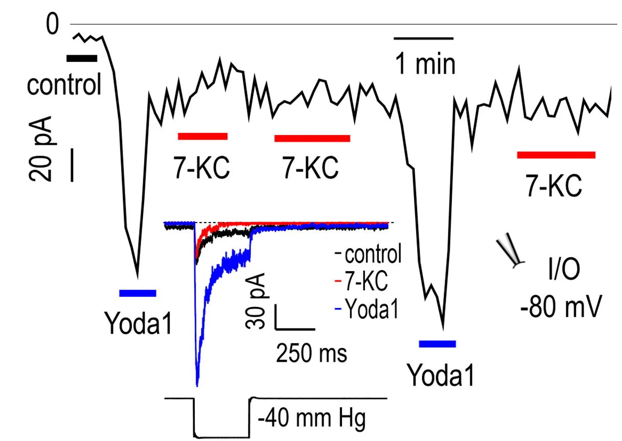 Open access visualization of Line Plot, Line Step, 7-KC, Yoda1, Piezo1 Currents