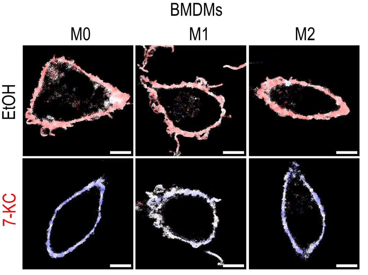 Open access visualization of Microscopy, GP Maps, BMDMs, RAW, HEK Piezo1delcells