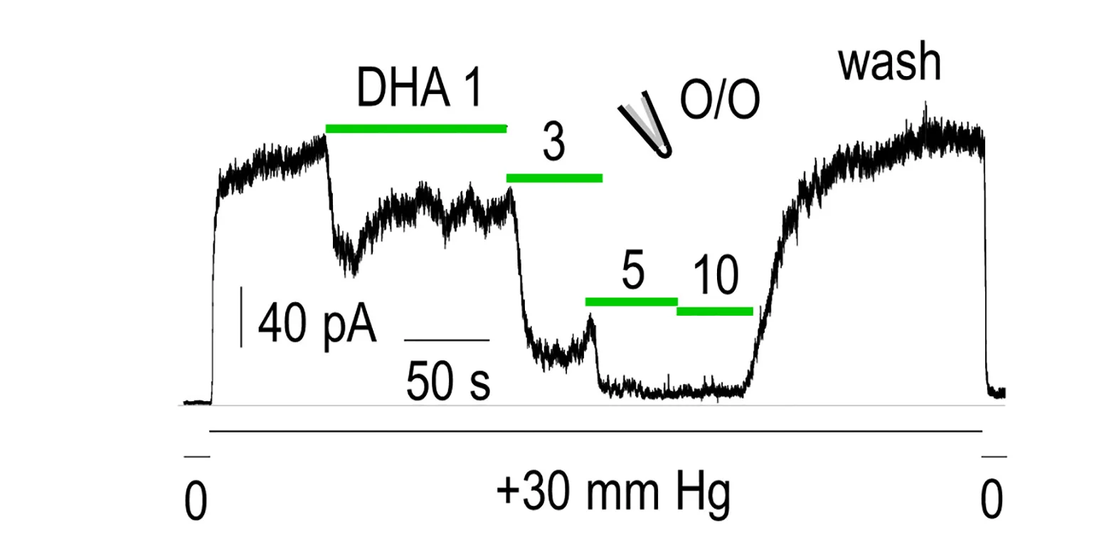 Open access visualization of Line Plot, Current Inhibition, DHA, HEK Piezo1del, Piezo1