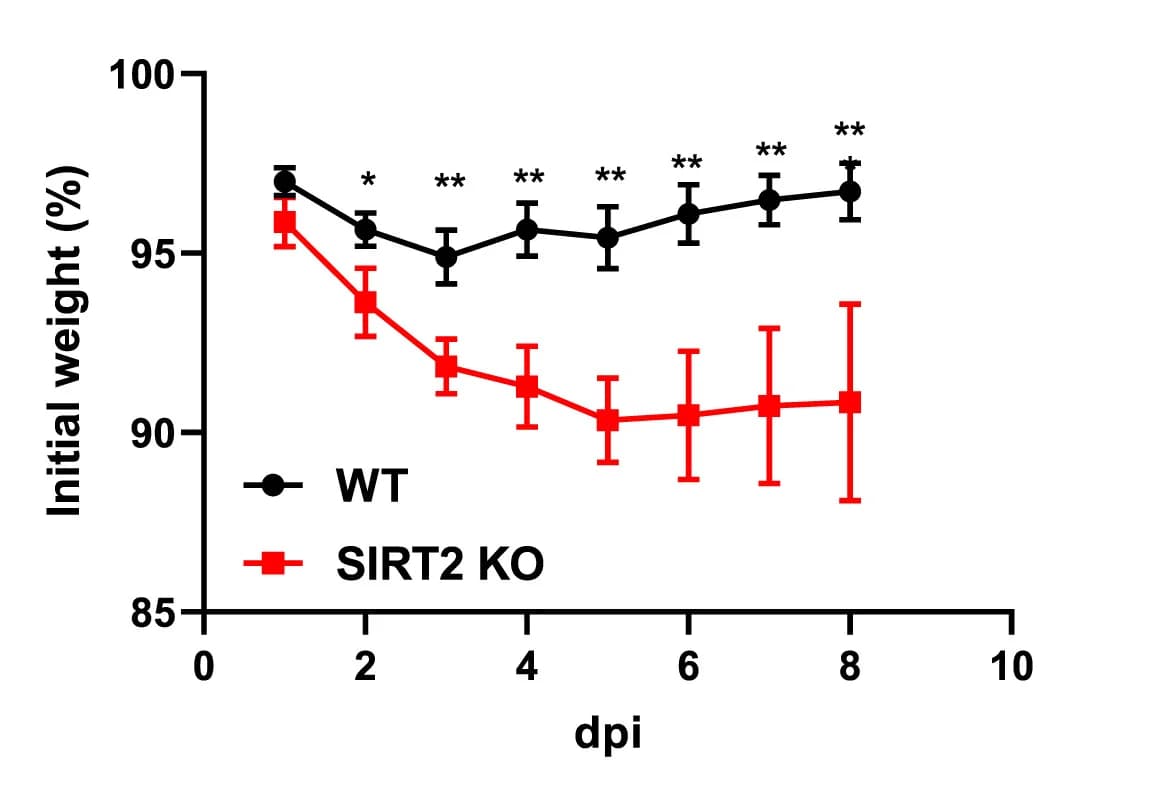 Open access visualization of Line Plot, Error Bars, Body Weight, WT Mice, SIRT KO Mice