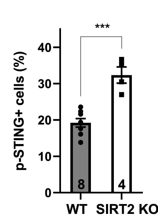 Open access visualization of Bar Plot, Error Bars, Quantification, Lung Sections, WT Mice