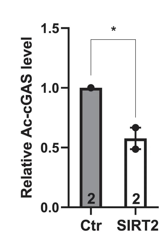 Open access visualization of Bar Plot, Error Bars, Quantification, Lysine Acetylation, SIRT2
