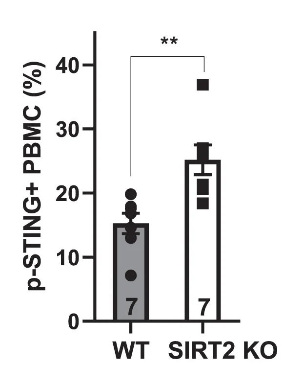 Open access visualization of Bar Plot, Error Bars, Phosphorylation, STING, PBMCs
