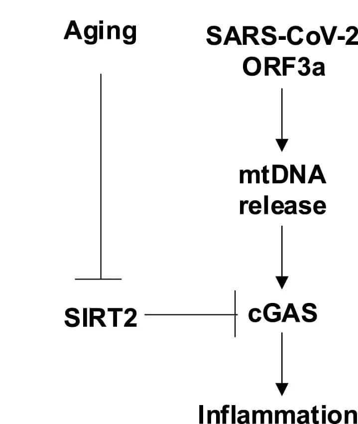 Open access visualization of Workflow, Flowchart, SARS-CoV-2 ORF3a, mtDNA Release, cGAS Activation
