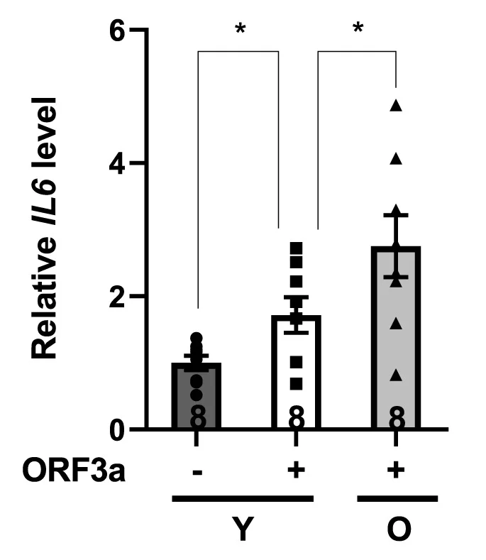 Open access visualization of Bar Plot, Error Bars, Quantitative Real-Time PCR, mRNA, BALF Cells
