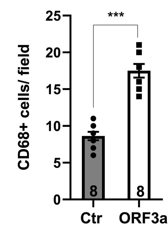 Open access visualization of Bar Plot, Error Bars, Scatter Plot, Lung Sections, Quantification