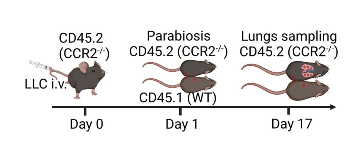Open access visualization of Workflow, Experimental Outline, Parabiosis