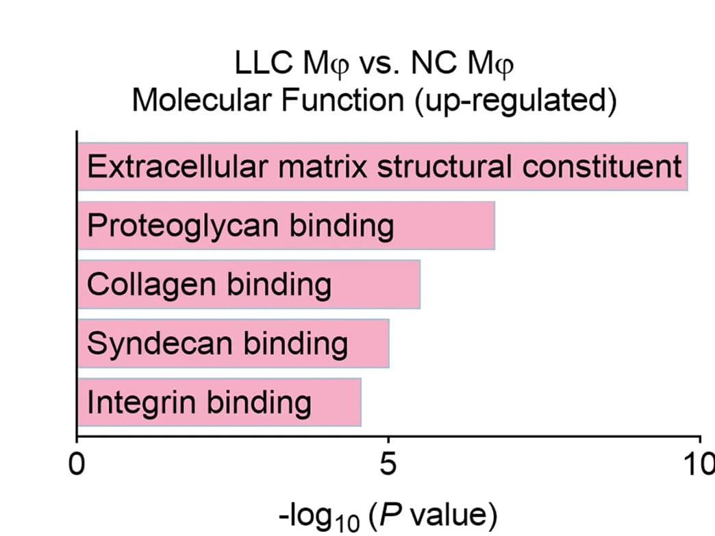 Open access visualization of Bar Plot, ToppGene Analysis, Upregulated DEGs, LLC Macrophages, GO Molecular Function