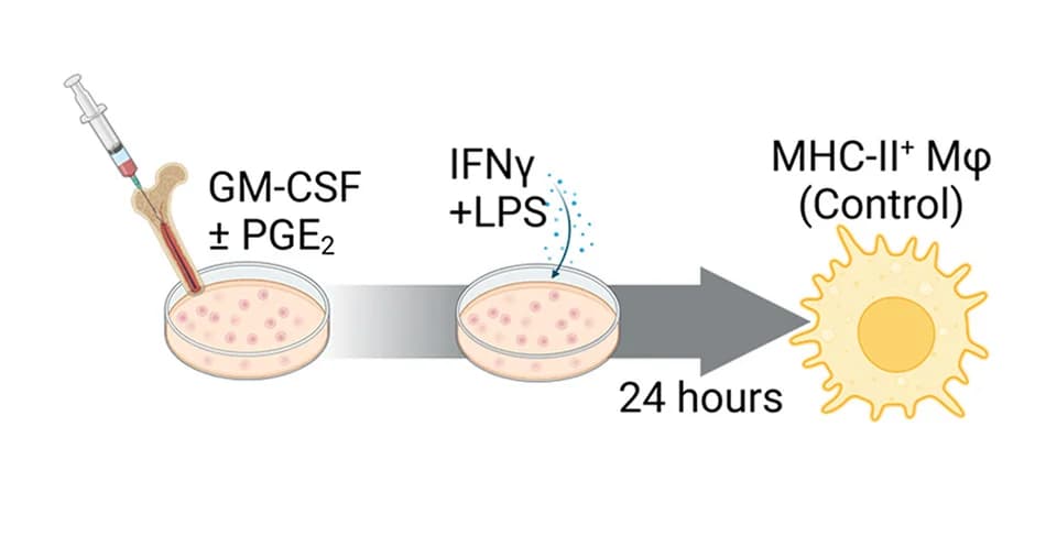 Open access visualization of Workflow, Flowchart, Illustration, MHC Class II, Macrophages