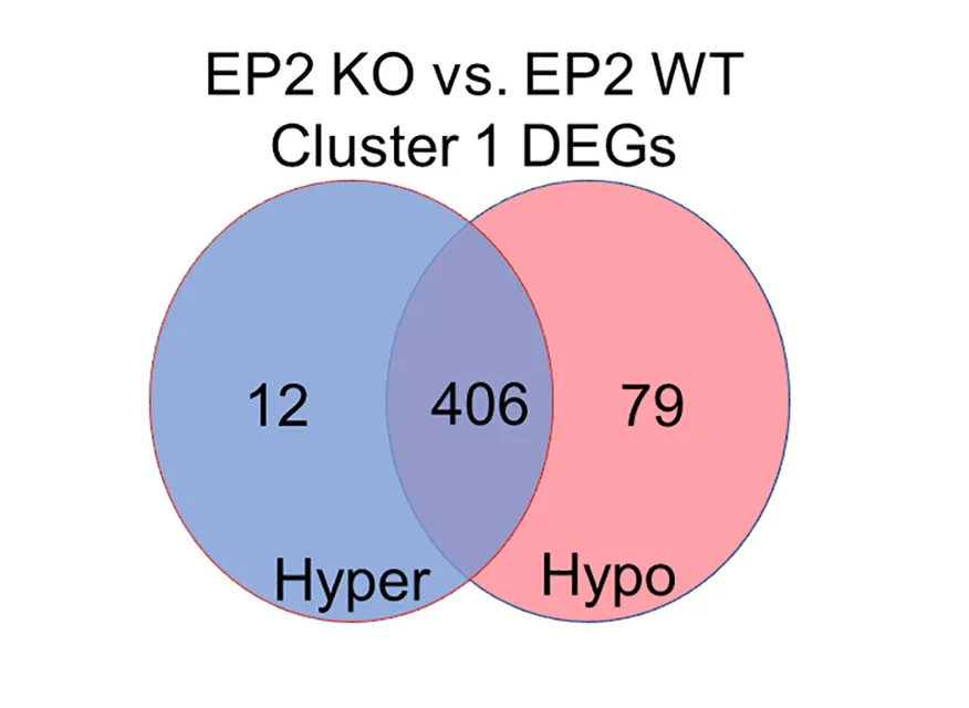 Open access visualization of Venn Diagram, DEGs, DMCs, PGE2, EP2 KO
