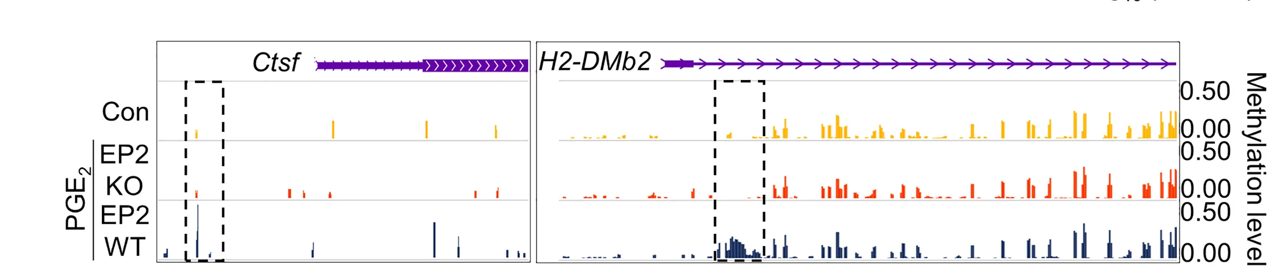Open access visualization of Bar Plot, WashU Genome Browser, DNA Methylation, H2-DMb2, Ctsf