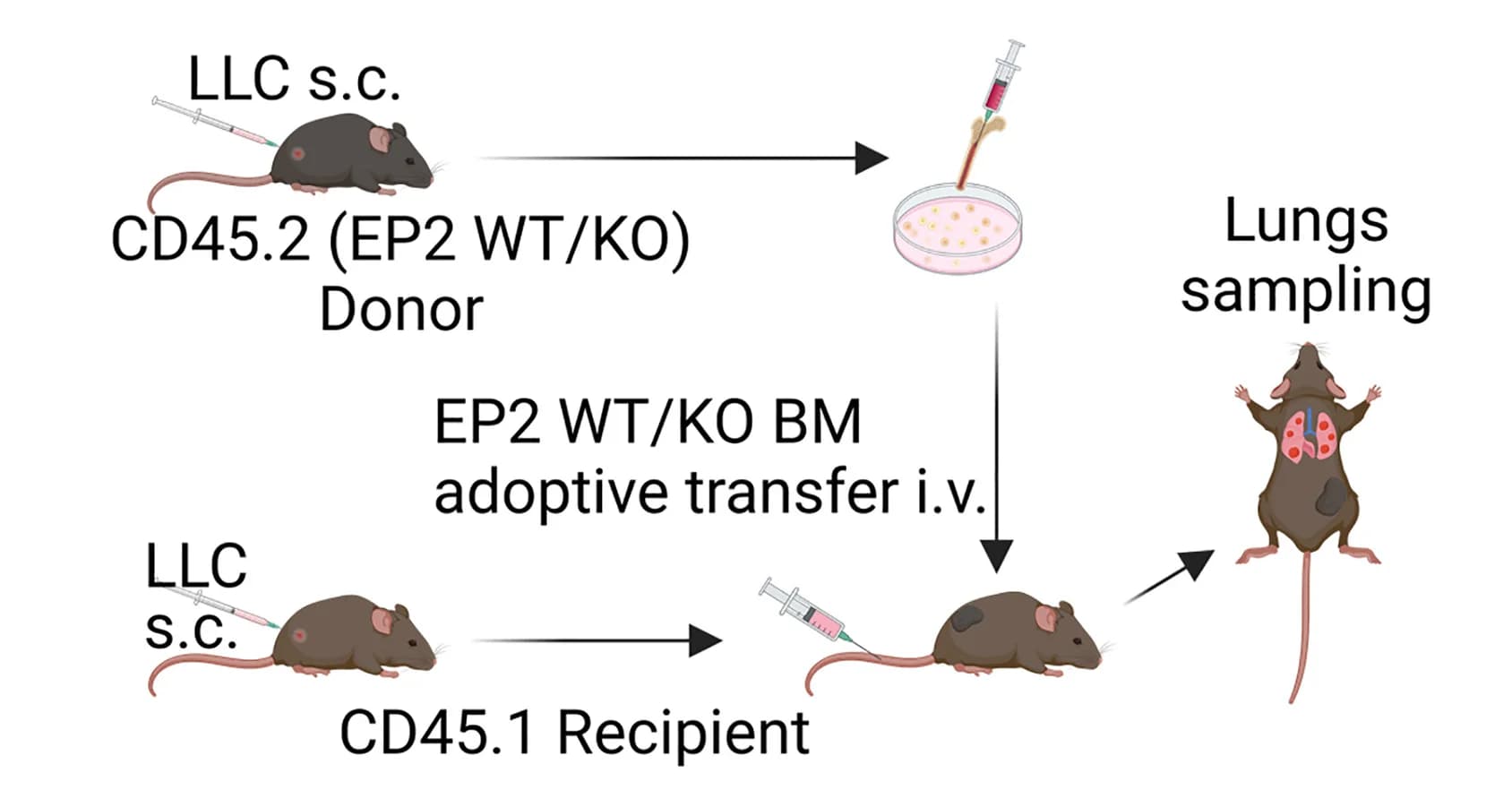 Open access visualization of Workflow, Flowchart, Illustration, Experimental Design, Bone Marrow