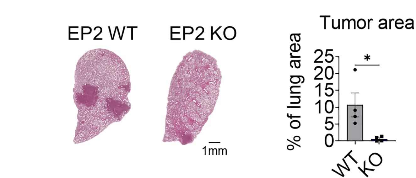 Open access visualization of Bar Plot, Error Bars, Histology, Hematoxylin and Eosin Staining, Lungs