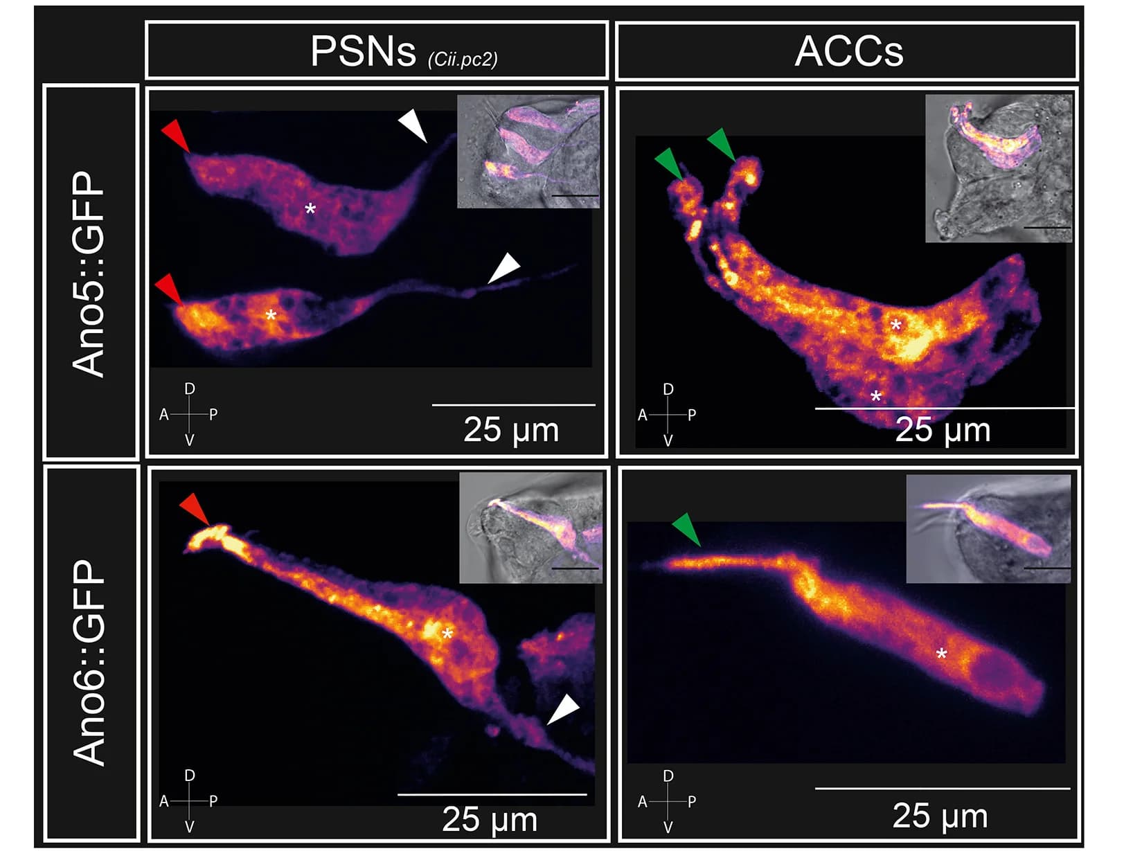 Open access visualization of Microscopy, Confocal Micrographs, Translational Fusions, Sensory Neurons, Sensory Protrusions