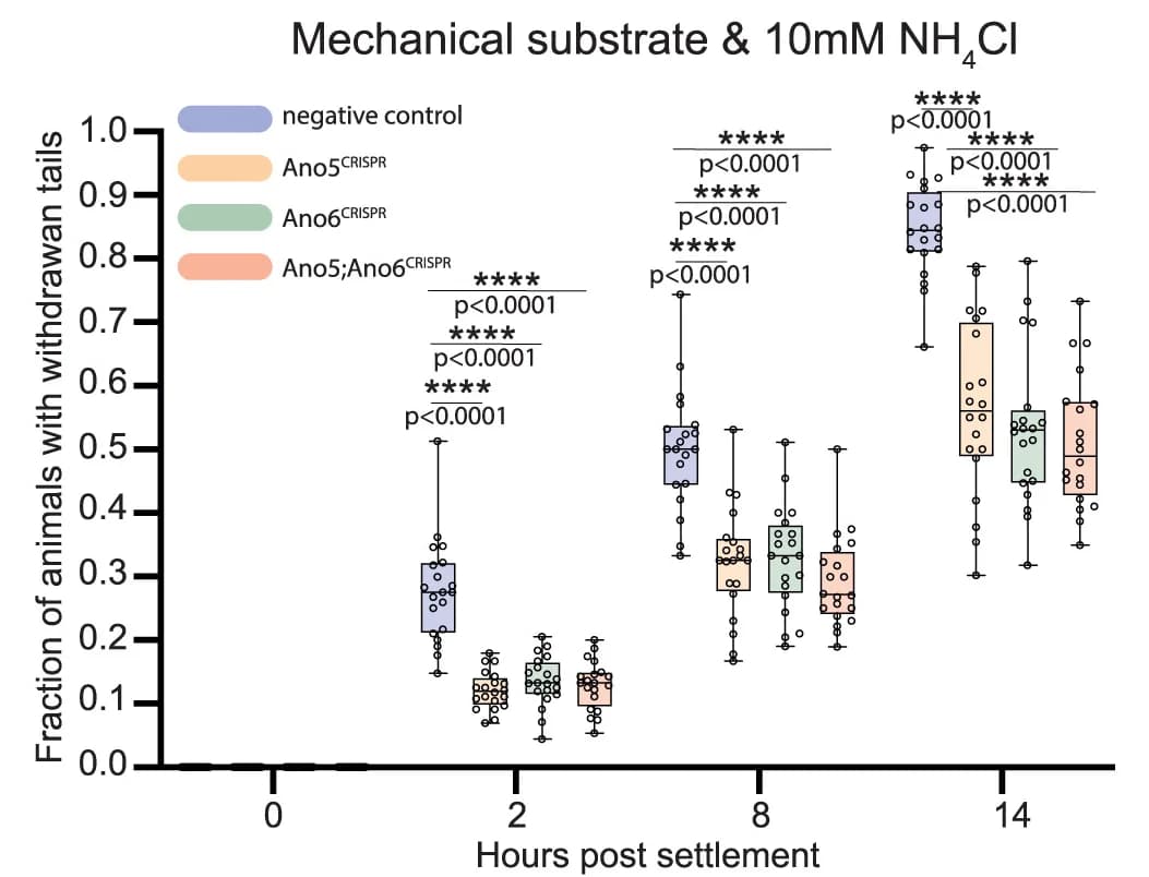 Open access visualization of Box Plot, Scatter Plot, Tail Regression, Ciona Larvae, Ammonium Chloride