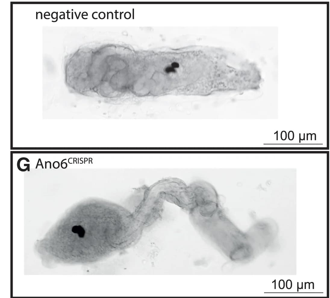 Open access visualization of Microscopy, Bright-Field Images, Negative Control, Ciona Larvae, Artificial Seawater