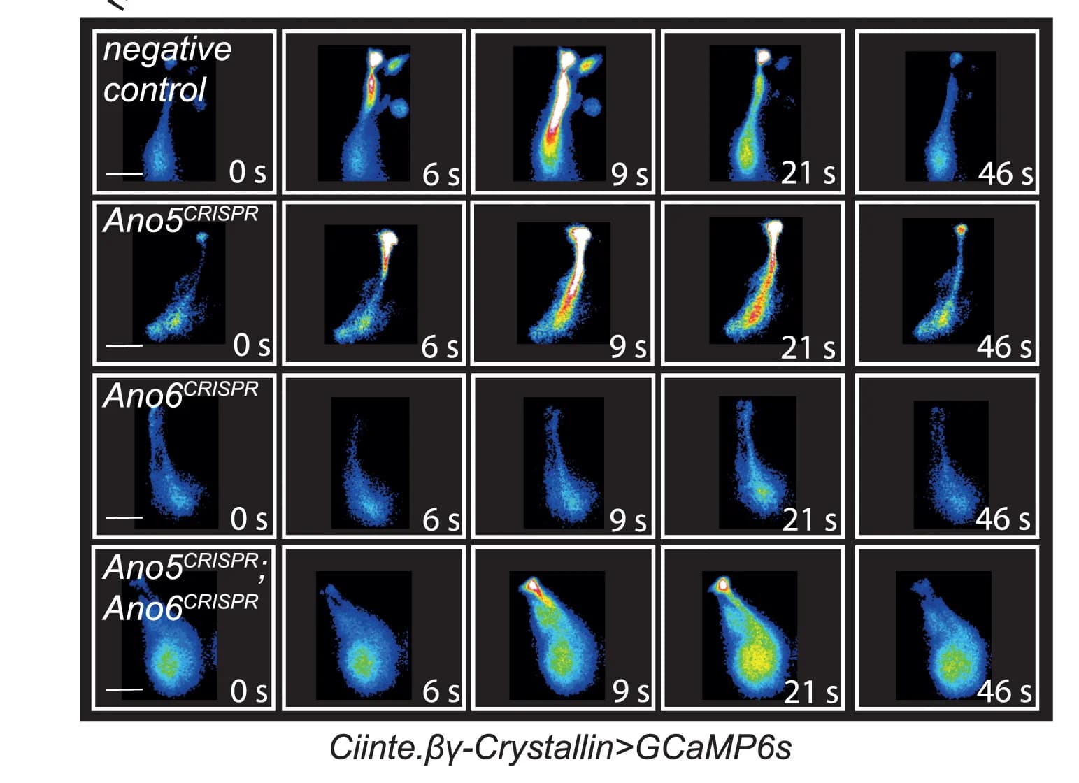 Open access visualization of Microscopy, ACC Ca2+ responses, Mechanical Poke, Negative Control, Ano5CRISPR