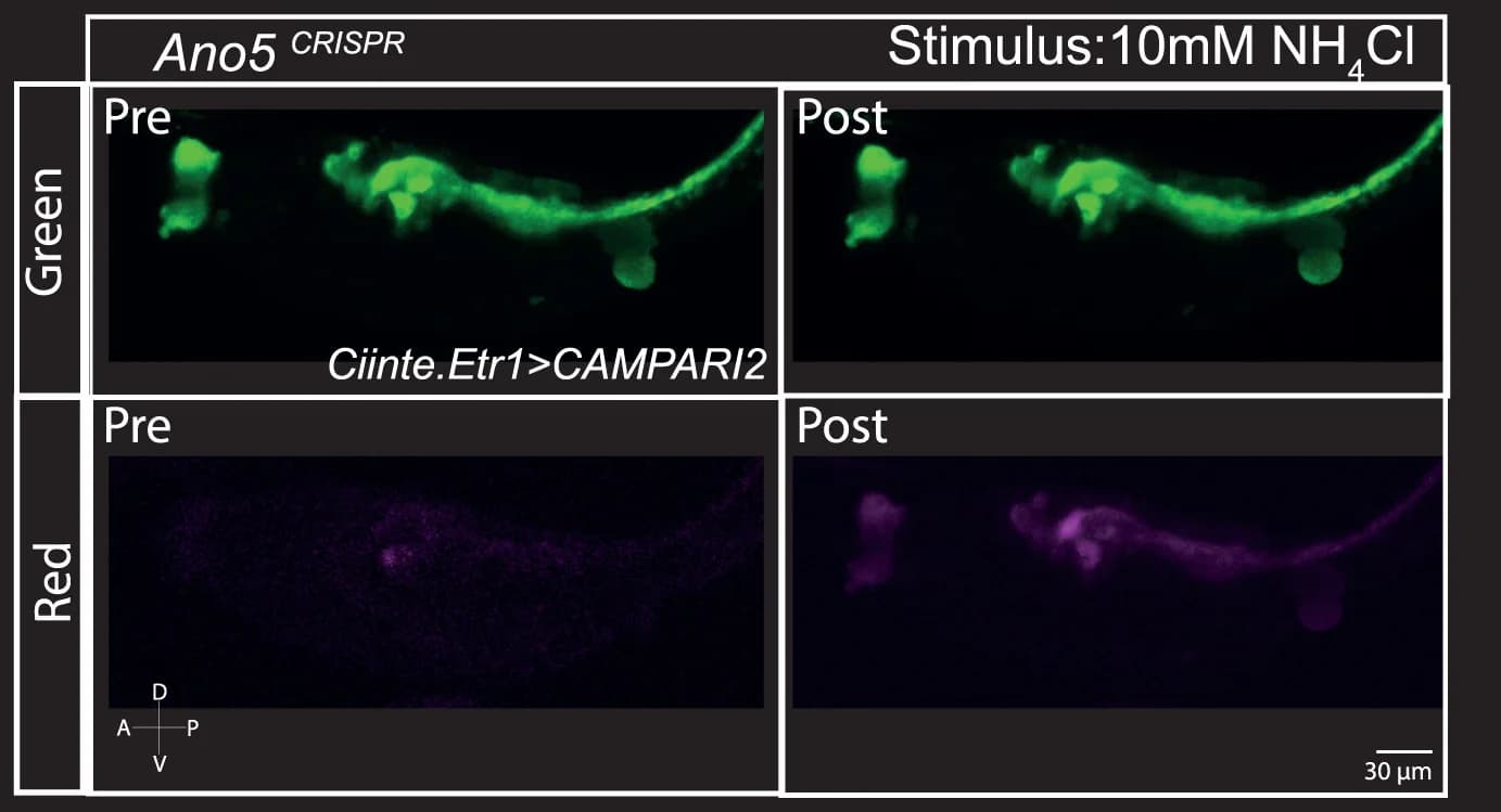 Open access visualization of Microscopy, Larvae, Negative Control, Ano5CRISPR, Ano6CRISPR